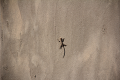 Urosaurus ornatus wrighti