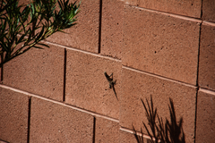 Urosaurus ornatus wrighti