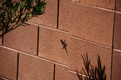 Urosaurus ornatus wrighti