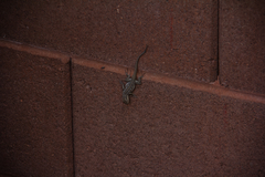 Urosaurus ornatus wrighti
