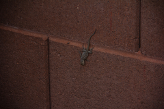 Urosaurus ornatus wrighti