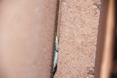 Urosaurus ornatus wrighti