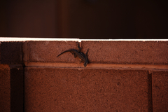 Urosaurus ornatus wrighti