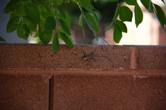 Urosaurus ornatus wrighti