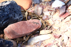 Urosaurus ornatus wrighti