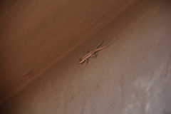Urosaurus ornatus wrighti