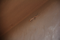 Urosaurus ornatus wrighti