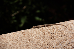 Urosaurus ornatus wrighti