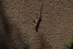 Urosaurus ornatus wrighti