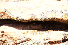 Urosaurus ornatus wrighti