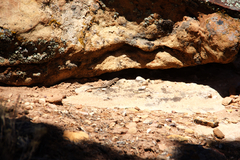 Urosaurus ornatus wrighti