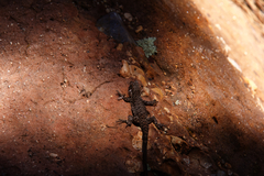 Urosaurus ornatus wrighti