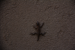 Urosaurus ornatus wrighti