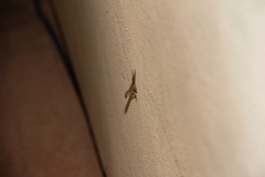 Urosaurus ornatus wrighti