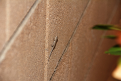 Urosaurus ornatus wrighti