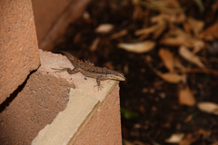 Urosaurus ornatus wrighti