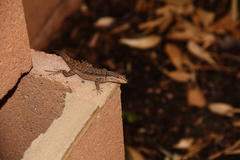Urosaurus ornatus wrighti