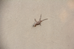 Urosaurus ornatus wrighti