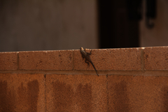 Urosaurus ornatus wrighti