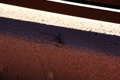 Urosaurus ornatus wrighti