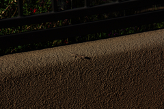 Urosaurus ornatus wrighti