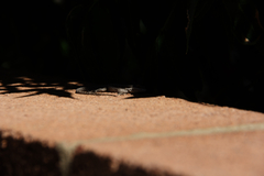 Urosaurus ornatus wrighti