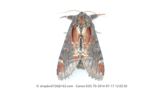 Notodonta dembowskii