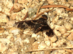 Exoprosopa dorcadion
