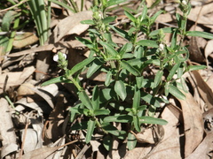 Rostellularia adscendens