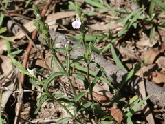 Rostellularia adscendens