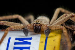 Olios sericeus