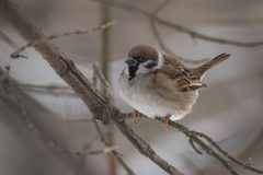 Passer montanus