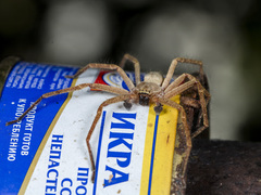 Olios sericeus