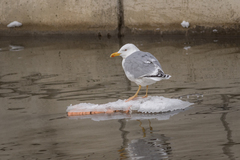 Larus argentatus