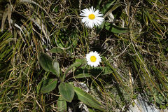 Celmisia verbascifolia