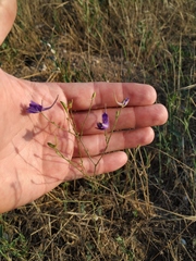 Delphinium consolida paniculatum