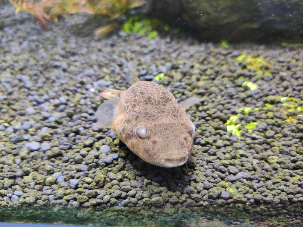 Chameleon Puffer