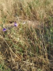 Delphinium consolida paniculatum