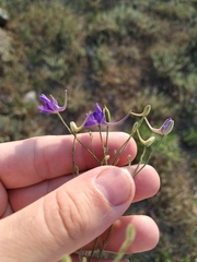 Delphinium consolida paniculatum