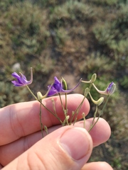 Delphinium consolida paniculatum