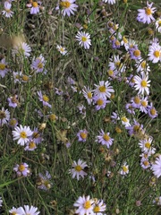 Olearia suffruticosa