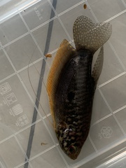 Trichopodus trichopterus