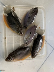 Trichopodus trichopterus