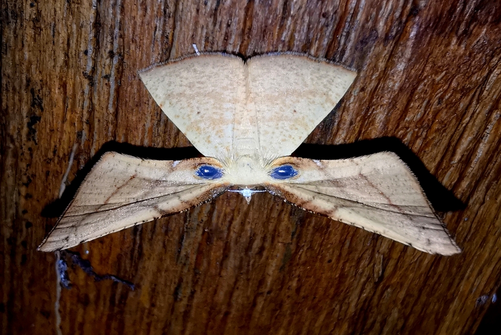 Corymica
