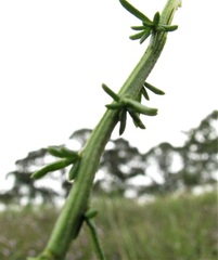 Olearia suffruticosa