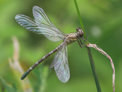 Hemigomphus comitatus
