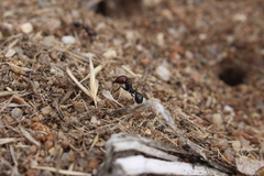 Messor barbarus
