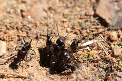 Messor barbarus