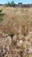 Leucadendron cinereum