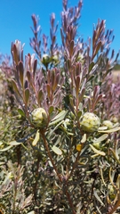 Leucadendron cinereum
